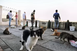 گربه استانبول