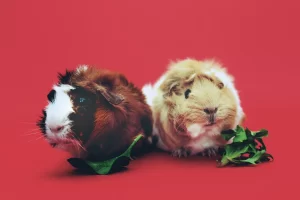 دو خوکچه هندی در حال خوردن سبزی 