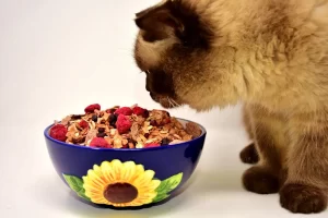 گربه بریتیش در حال تغذیه