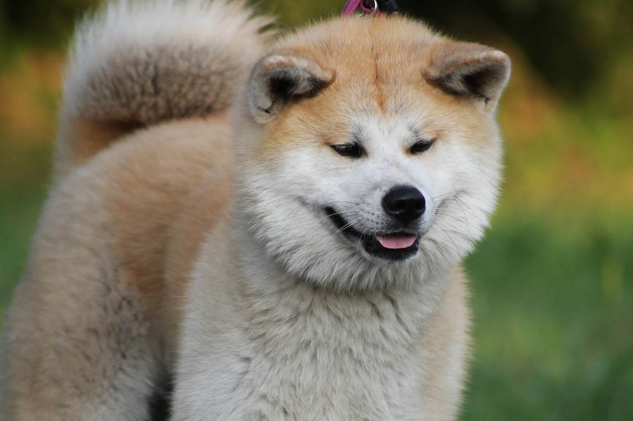 همه چیز از سگ آکیتا | سگی مهربان از افسانه‌های ژاپنی