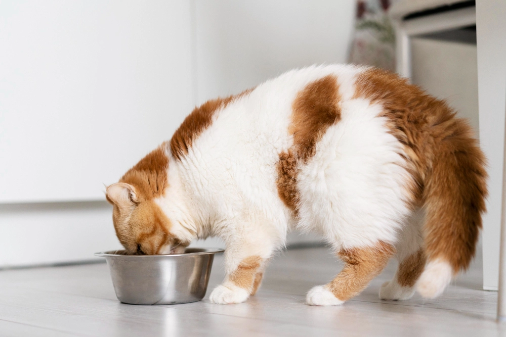 غذای روزانه گربه