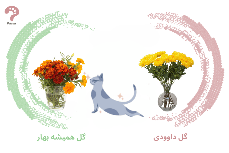 گل های سمی برای گربه 