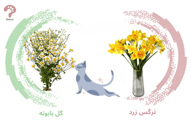 گل های سمی برای گربه
