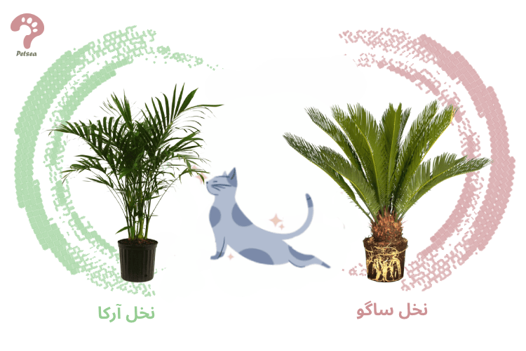 گیاه سمی برای گربه و جایگزین آن