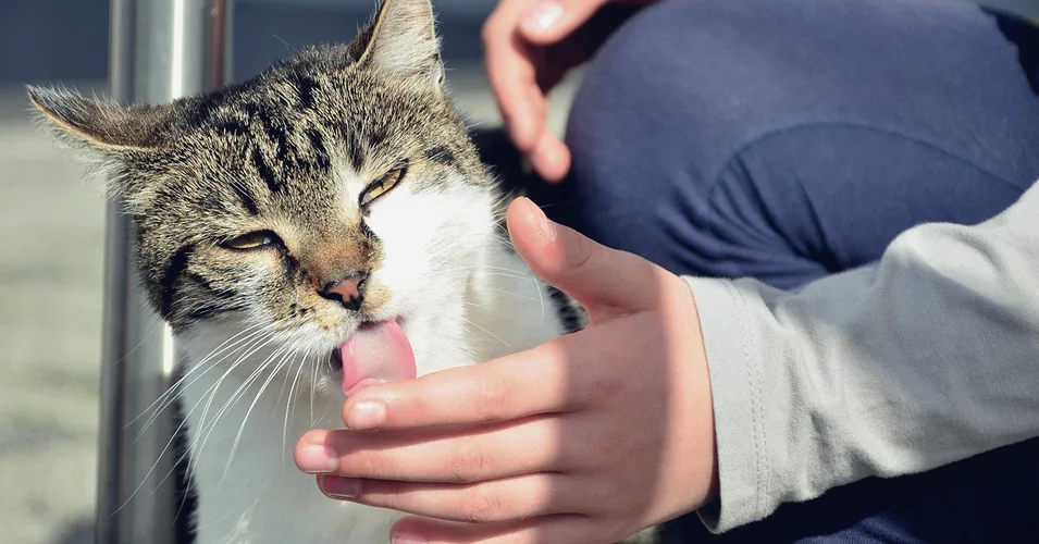 علت لیس زدن دست توسط گربه