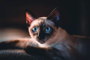 بچه گربه سیامی چشم آبی 