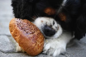 خوردن غذاهای ممنوعه برای سگ ها 