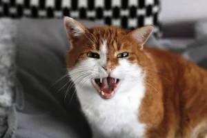 گربه نارنجی در حال جیغ