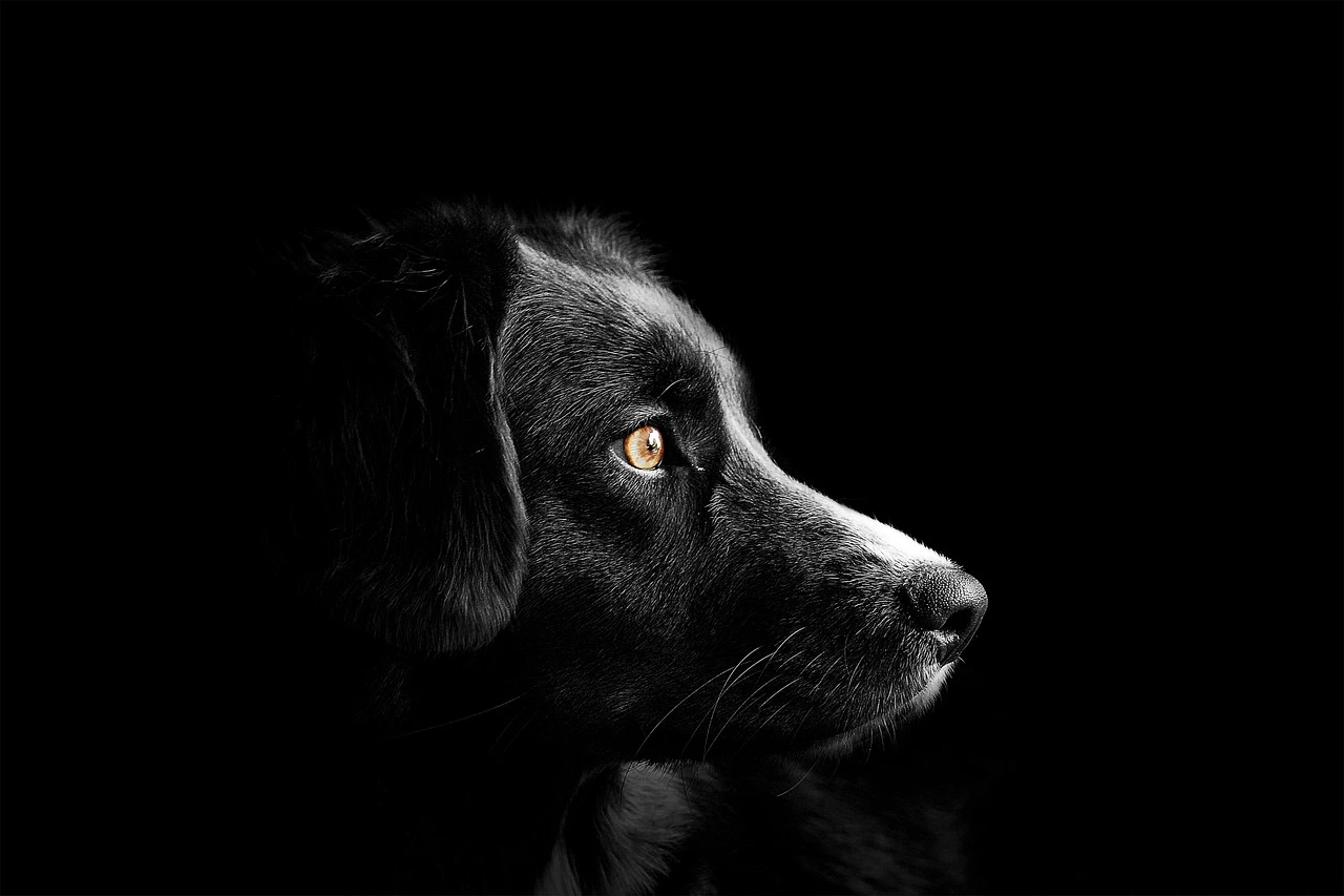 معرفی ۵ نژاد سگ نگهبان | بهترین سگ نگهبان کدام نژاد است؟