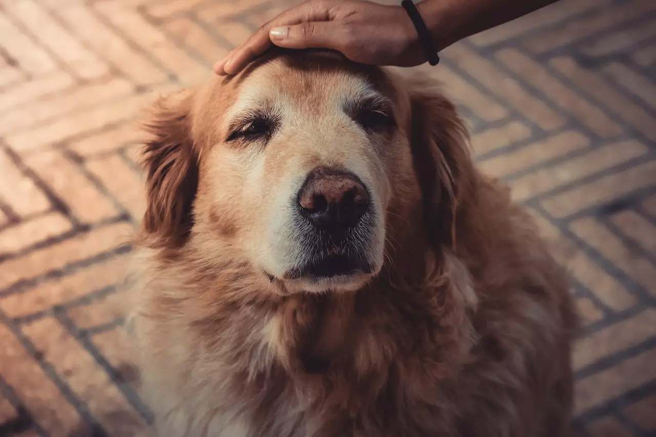 علائم پیری سگ‌ها | ۶ علامت مهم که باید به آن‌ها توجه کنید!