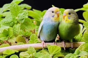 عکس دو مرغ عشق عاشق 
