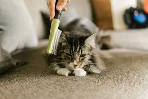 شانه کردن موی گربه 