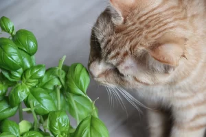گیاه سمی برای گربه