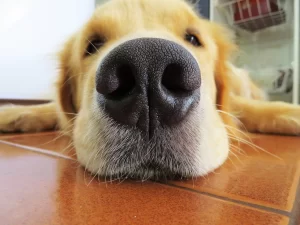 بویایی سگ