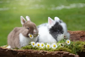خرگوش‌های بانمک