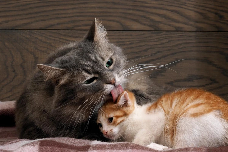 گربه در حال لیس زدن بچه گربه