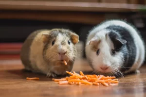 دو خوکچه هندی در حال خوردن غذا 