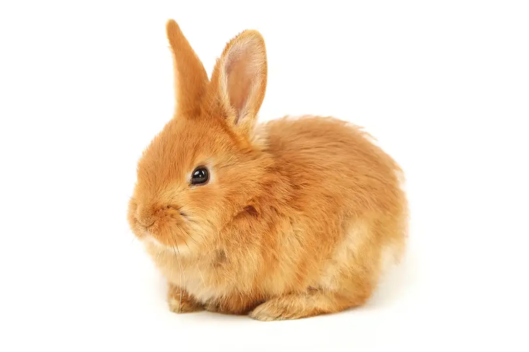 عکس بچه خرگوش 