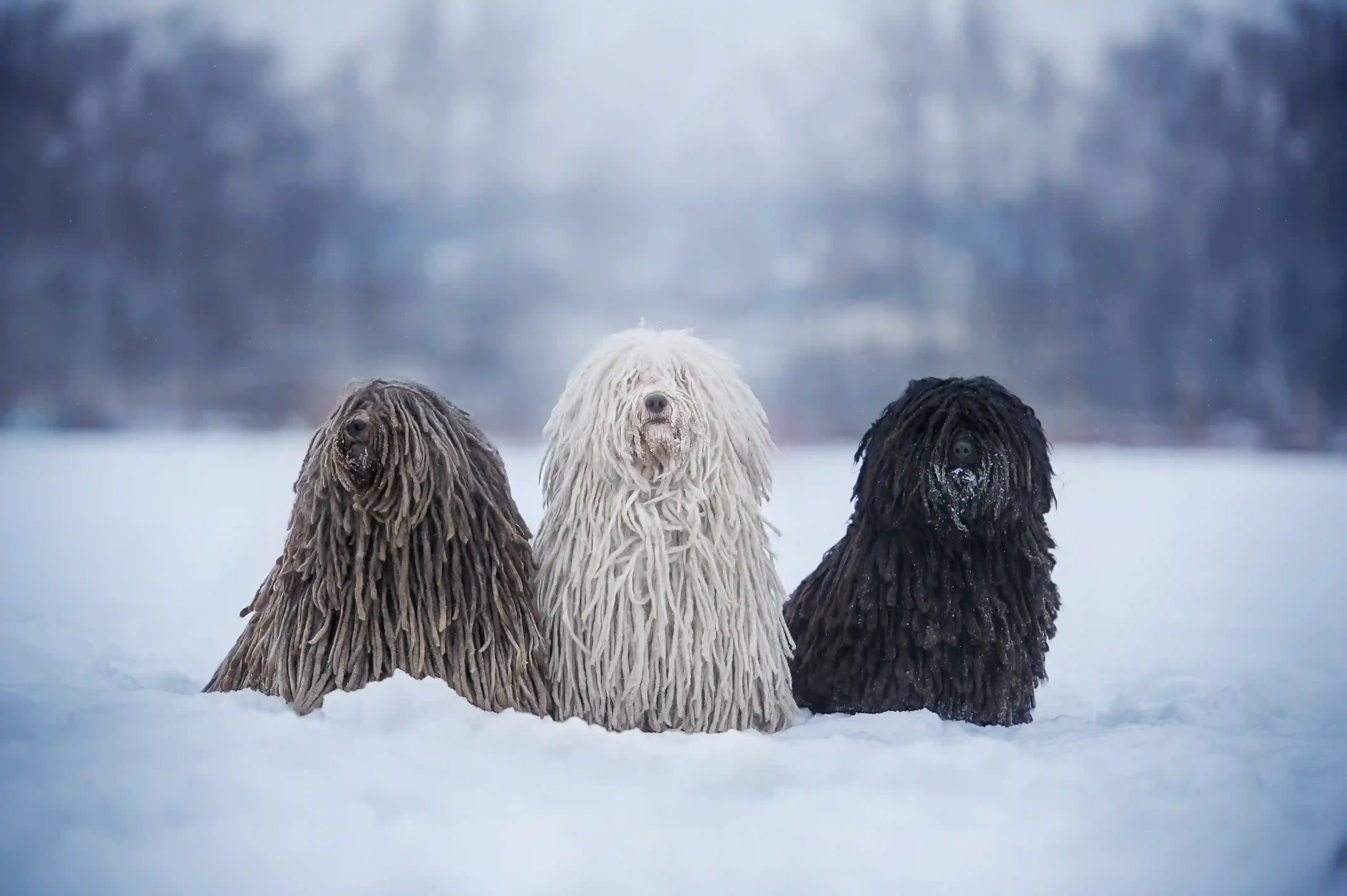 معرفی نژاد سگ کوموندور؛ سگ با موهای بافته شده!