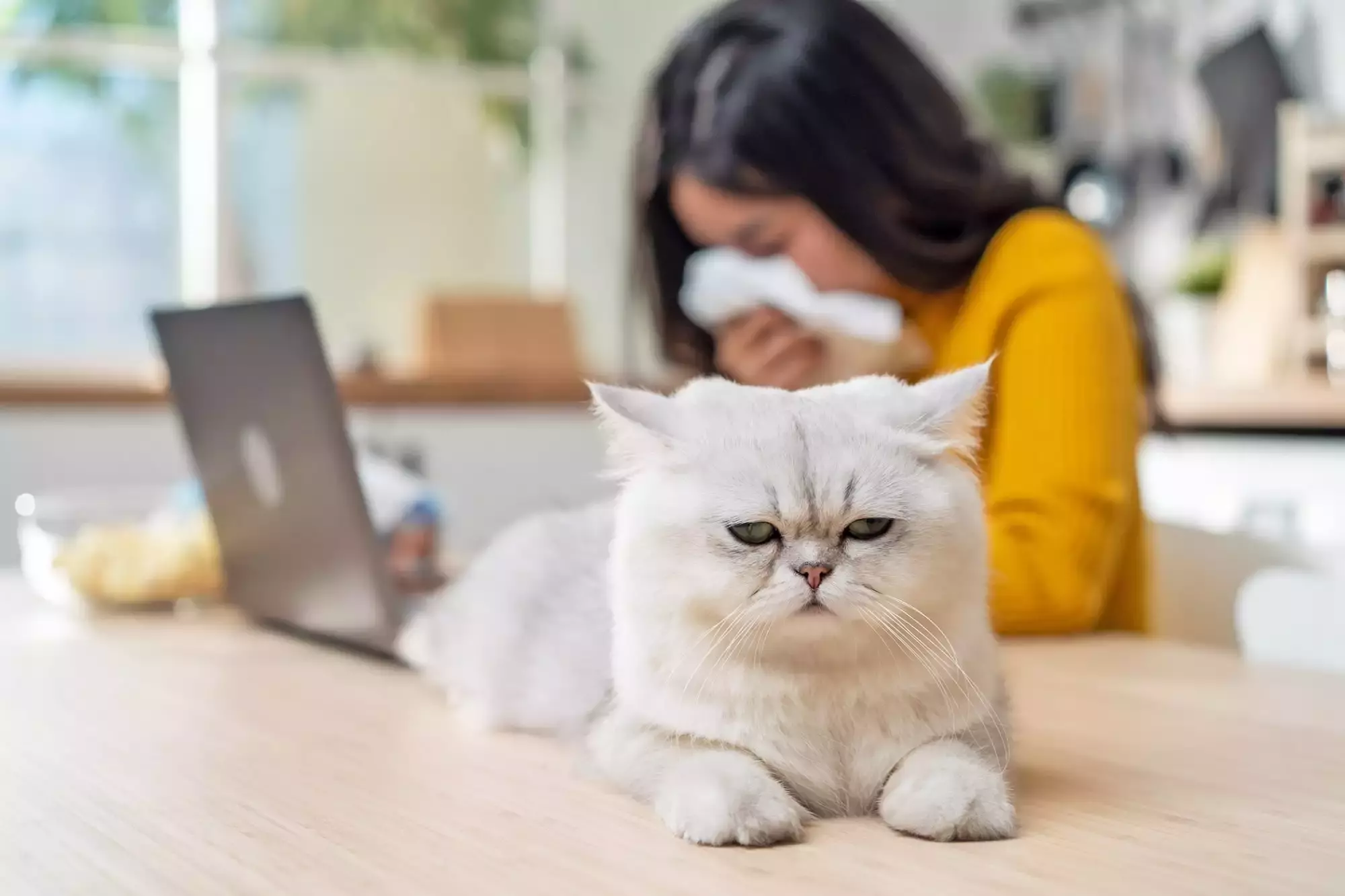 معرفی ۵ گربه ضدآلرژی(ضد حساسیت) | (تصاویر + ویژگی‌ها)