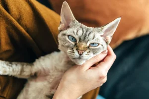 عکس گربه ضد آلرژی دوان رکس