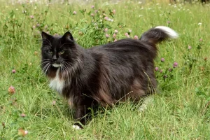 گربه جنگلی نروژی سیاه