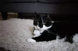 عکس گربه سیاه و سفید