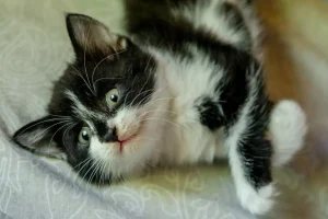 عکس بچه گربه سیاه و سفید