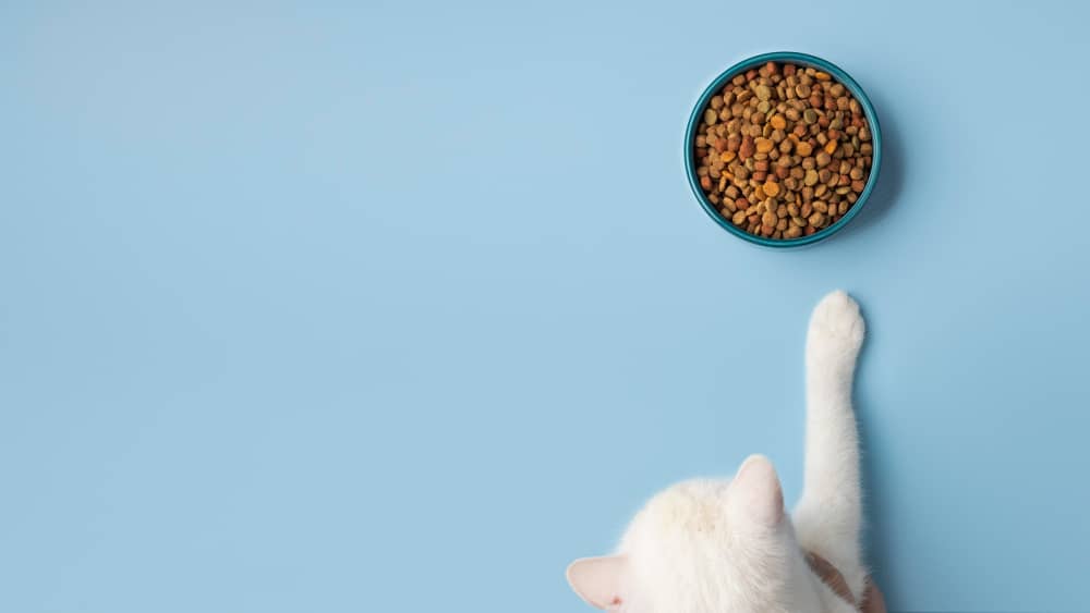 غذاهای حساسیت زا برای گربه