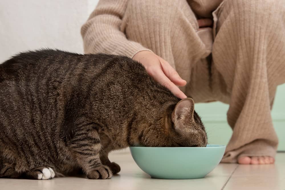 آلرژی غذایی گربه