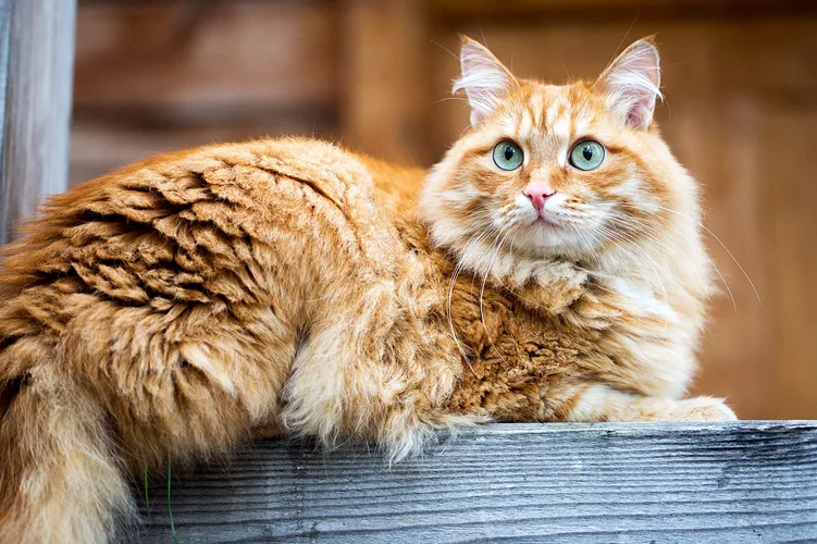 عکس گربه ضد حساسیت سیبرین