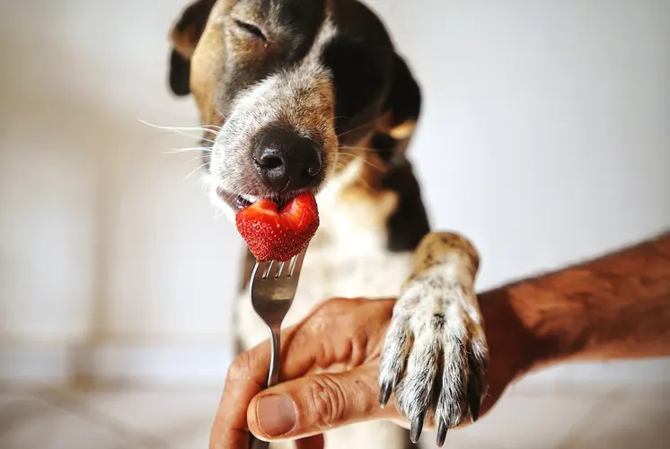 توت فرنگی برای سگ 