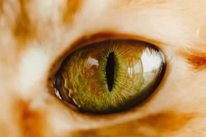 چشم گربه