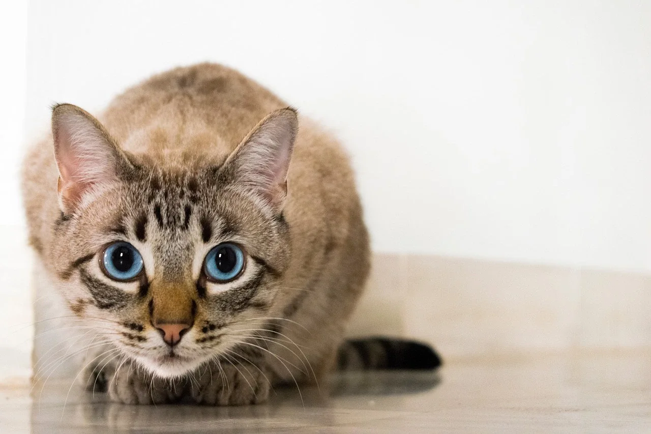 آناتومی و فیزیولوژی اندام گربه: تمام نکاتی که باید بدانید!