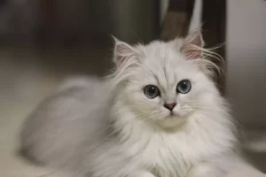 گربه چین چیلا سفید 
