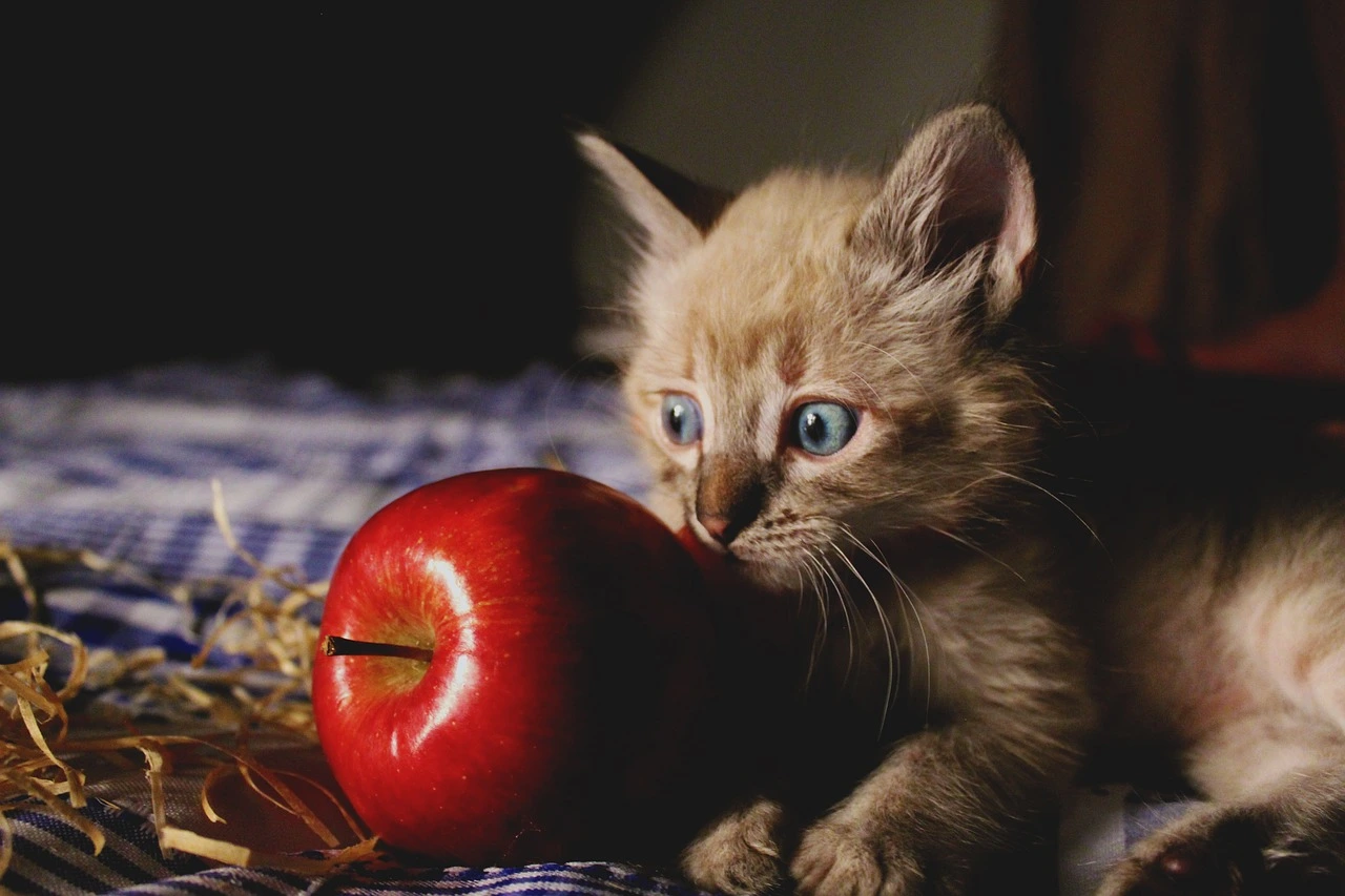 آیا میوه برای گربه مفید است؟ | لیست میوه‌های ممنوعه برای گربه