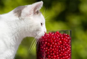 گربه سفید و میوه