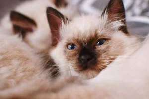 گربه هیمالین کوچک