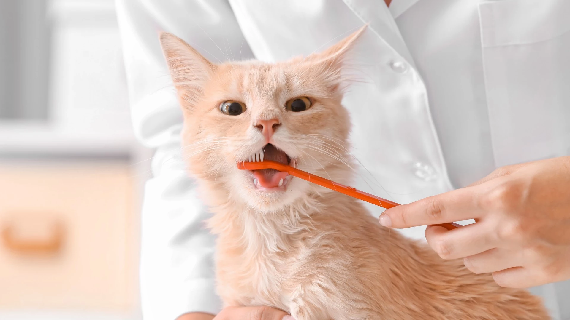 ۱۲ دلیل بوی بد دهان گربه + (راه‌های درمان)