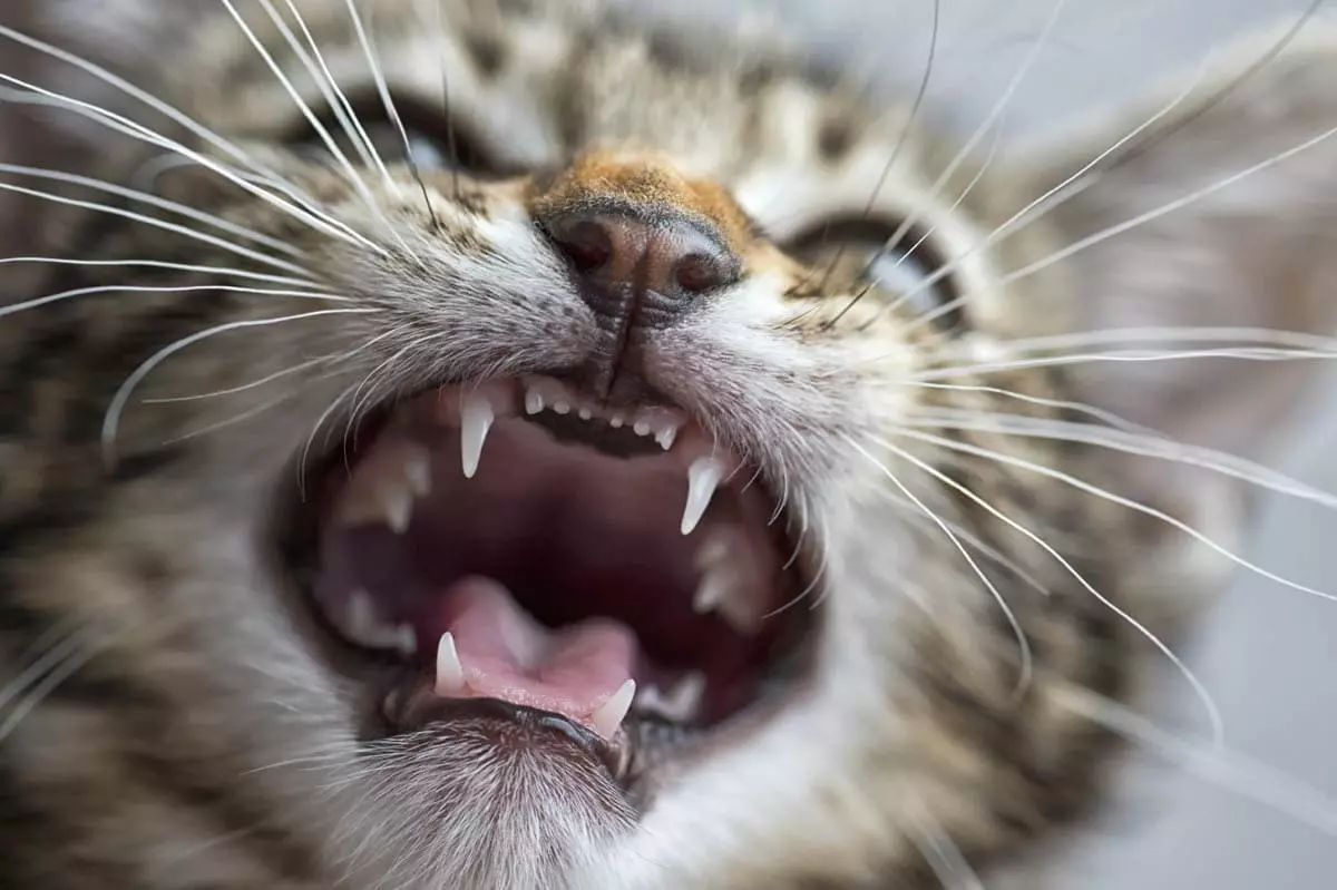 چگونه دندان‌های گربه را مسواک بزنیم؟(فرق دندان شیری و دائمی)