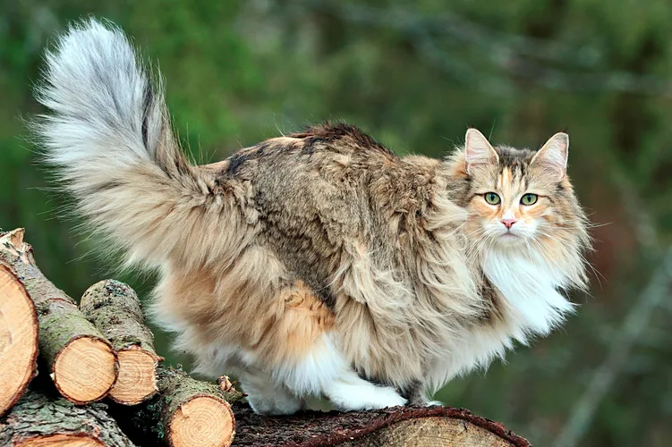 عکس گربه جنگلی نروژی 