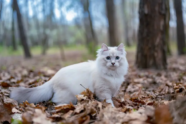 گربه نروژین فارست سفید 
