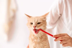 مسواک زدن دندان گربه جینجر