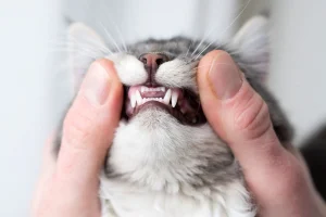 دندان‌ها سفید گربه