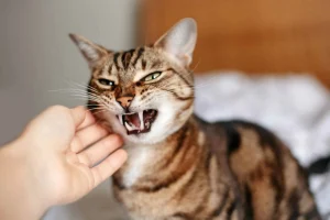 گربه بنگال با دندان‌های تیز
