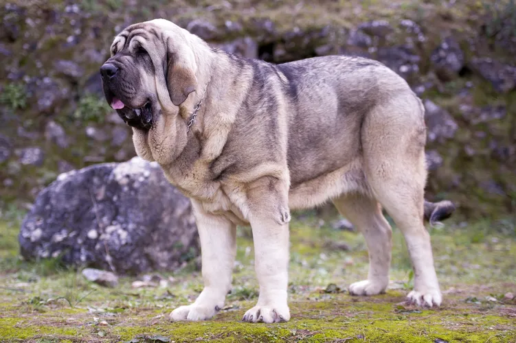 عکس سگ بزرگ ماستیف