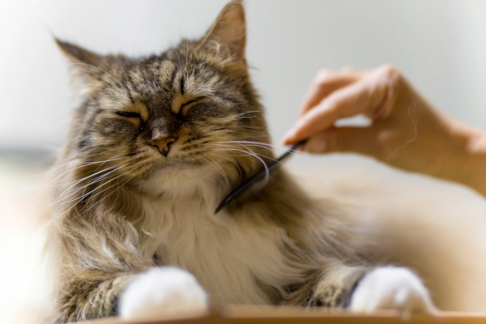 4 روش تشخیص "کک و کنه در گربه‌" | [تصاویر + درمان]