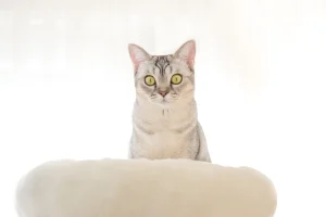 گربه خیره شده