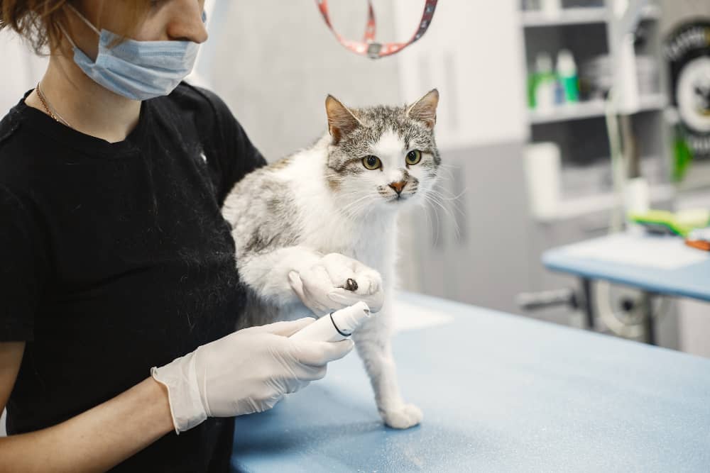خدمات آرایشگاه گربه