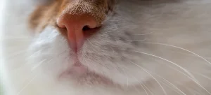 حواس بویایی گربه